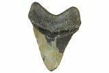 Fossil Megalodon Tooth - North Carolina #364998-1